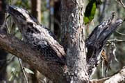 Tawny Frogmouth (Podargus strigoides)